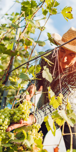 Un viticultor corta un racimo de uvas