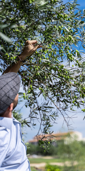 Recogida de aceitunas en un olivo